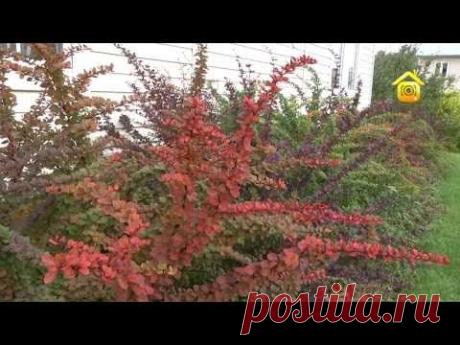 Такая разная &quot;живая изгородь&quot;. Личный опыт (ForumHouseTV)