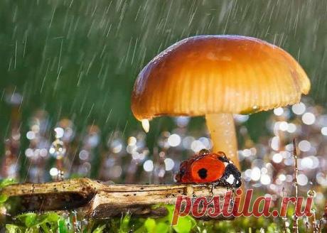 Фразы,Высказывания,Стихи,Цитаты,Видео...
Елена Станова