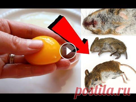 Как избавиться от мышей за 003 миллисекундочки! Как избавиться от мышей за 003 миллисекундочки!,как избавиться от мышей, как избавиться от мышей в частном доме навсегда, борьба с мышами, как избавит...
