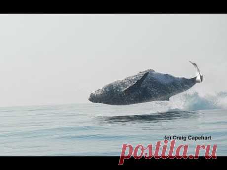 40 Ton Humpback Whale Leaps Entirely Out of the Water!  A Video by Craig Capehart