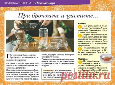 Печеночница - лечебные свойства
