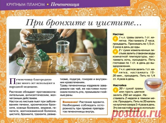 Печеночница - лечебные свойства