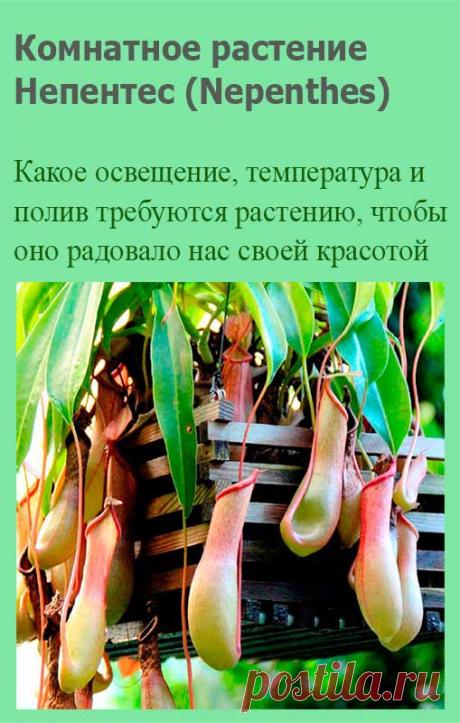 Комнатное растение Непентес (Nepenthes). Непентесы относятся к редкой группе растений, которые обладают ловушками - видоизмененными листьями. Для содержания непентесов в домашних условиях нужна оранжерея. В природные листья этих кустовидных лиан вытягиваются в длину на 40 см, а длина их кувшинчиков достигает 10-15 см. Цветение в домашних условиях не происходит, размножение - затруднено.