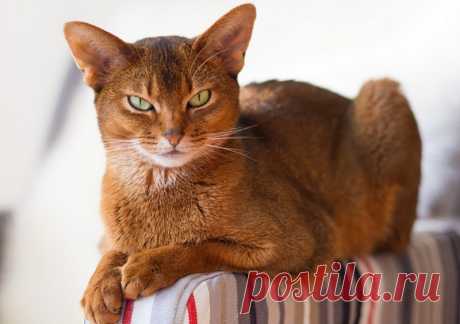 Кошки, которые ведут себя по-собачьи. 10 редких пород