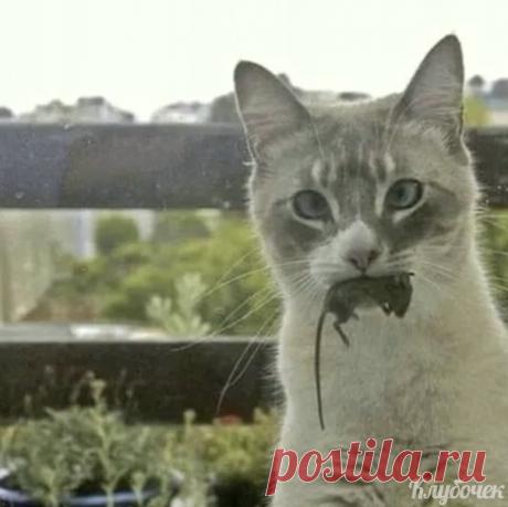 Хозяин, держи подарок от вcего cердца!