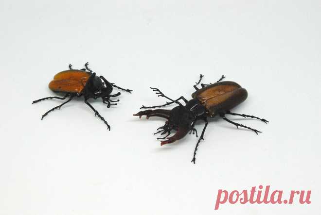 Невероятные стеклянные насекомые Витторио Константини. Хрупкая красота, рожденная в пламени | ЛЕПЕСТОК КЛЕВЕРА | Яндекс Дзен