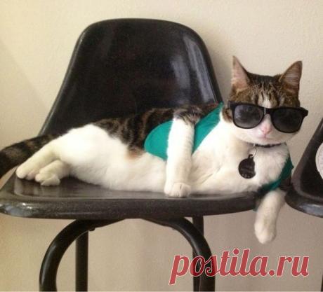 uCrazy.ru ------------Экономит на мягких креслах, а сам  краковскую колбасу ж рёт!!!Всё!  Надоел он мне как собака! Уволю зама!