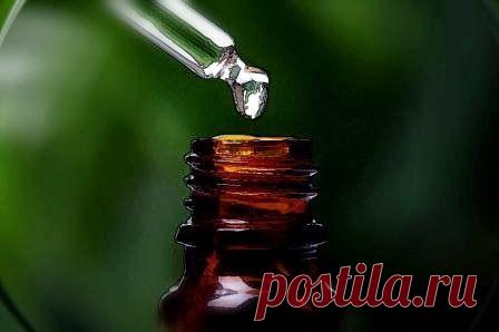 Эвкалипт: натуральный инсектицид