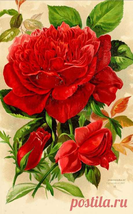 Rose Plate 7 1892
