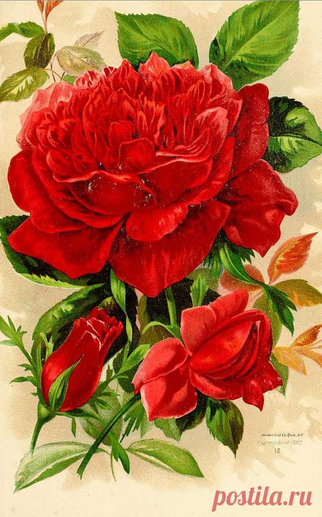 Rose Plate 7 1892
