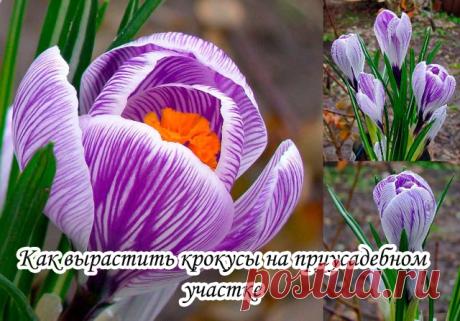 Как вырастить крокусы на приусадебном участке

Крокусы – клубнелуковичное низкорослое декоративное растение из семейства Ирисовых. Выращивание крокусов прекрасно подойдет для «ленивых» садоводов, которые живут в загородных домах, на дачах. Дело в том, что крокусы начинают цвести очень рано, когда еще на полях лежит снег, поэтому любоваться их красотой можно, когда находишься где-то рядом, а не в мегаполисе.