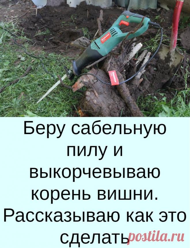 Поросли деревьев. Черешня поросль. Саженец корень. Росяные корни винограда. Как убрать корни вишни с садового участка.