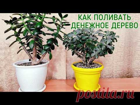 Как поливать денежное дерево.