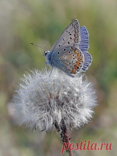 i (749×1000)