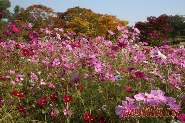 6 лучших однолетних растений-гигантов для цветника. Цветы. Летники больших размеров. Список названий с фото - Ботаничка.ru - Страница 7