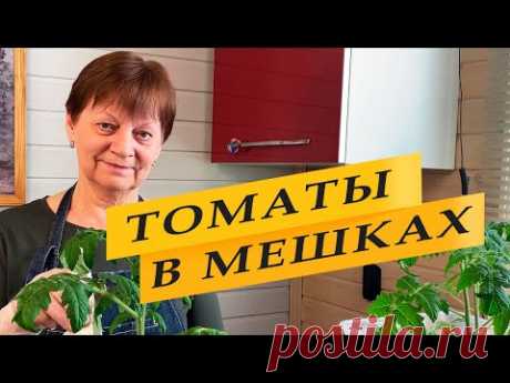 Выращивание ранних томатов. Помидоры в мешках. Container gardening - YouTube