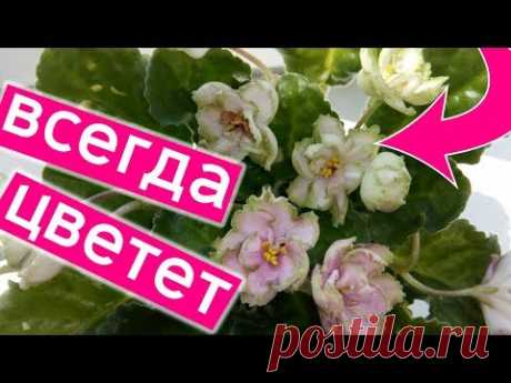 ЭТИ ДВЕ ФИАЛКИ ЦВЕТУТ ВЕЧНО! ВЫ ТОЧНО ИХ ЗАВЕДЁТЕ У СЕБЯ ДОМА!