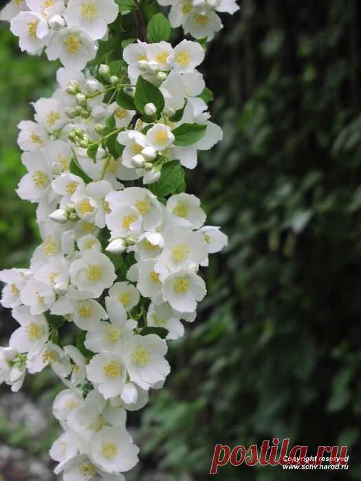 Садовый жасмин. Подрезка кроны и черенкование.