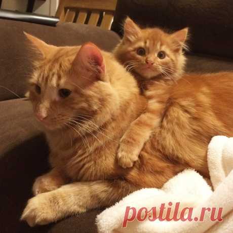 Cat Finds His Mini-Me, Decides To Adopt Him And Raise As His Own | Bored Panda