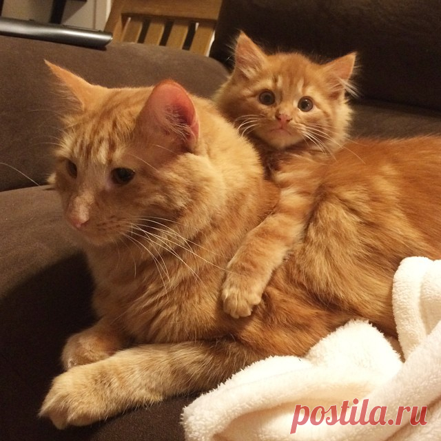 Cat Finds His Mini-Me, Decides To Adopt Him And Raise As His Own | Bored Panda