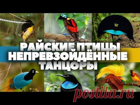 Райские птицы - непревзойдённые танцоры.  HD 1080. "Очевидное - Невероятное".