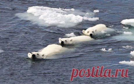 Семья белых медведей дружным строем плывет в водах Шпицбергена, Норвегия.