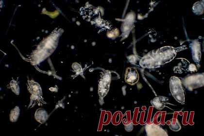 Арктический планктон разработал необычный способ борьбы с голодом. Некоторые виды глубоководного арктического зоопланктона разработали необычный способ борьбы с сезонным голодом — отказались от зимней спячки и принялись охотиться на медуз. Об этом сообщает портал Phys.org. По данным издания, такой планктон, как бокоплав, предпочитает останки медуз.