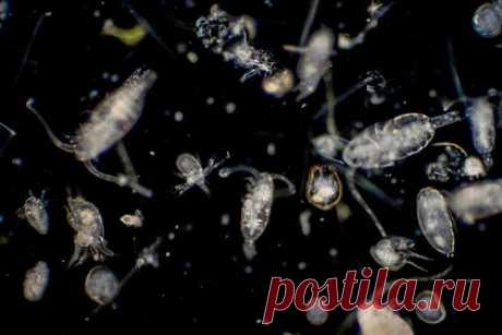 Арктический планктон разработал необычный способ борьбы с голодом. Некоторые виды глубоководного арктического зоопланктона разработали необычный способ борьбы с сезонным голодом — отказались от зимней спячки и принялись охотиться на медуз. Об этом сообщает портал Phys.org. По данным издания, такой планктон, как бокоплав, предпочитает останки медуз.