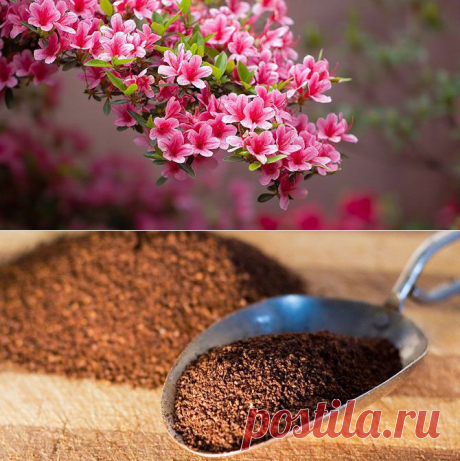 15 способов экологичного использования кофейной гущи / Все для женщины