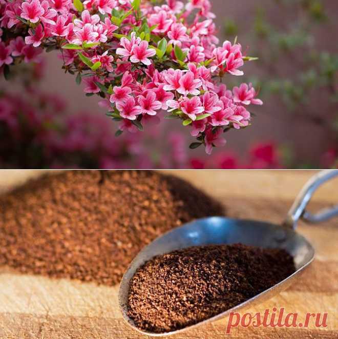 15 способов экологичного использования кофейной гущи / Все для женщины