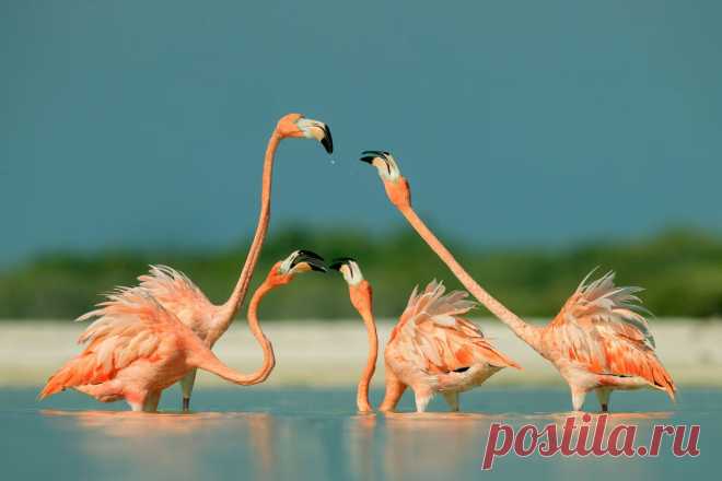 Лучшие фотографии птиц Photography Awards