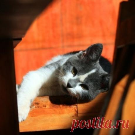 Есть ли совесть у кошек?
