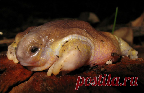 Лягушка-черепаха (лат. Myobatrachus gouldii)