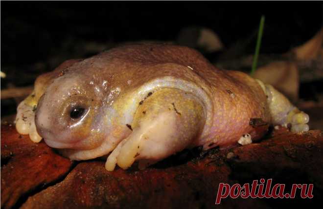 Лягушка-черепаха (лат. Myobatrachus gouldii)