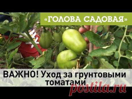 Голова садовая - ВАЖНО! Уход за грунтовыми томатами