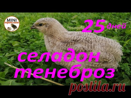 Селадон и тенеброз. 25 дней