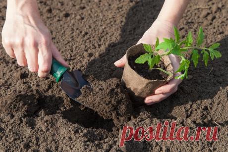 Черная ножка у рассады – как бороться (препараты и народные средства)