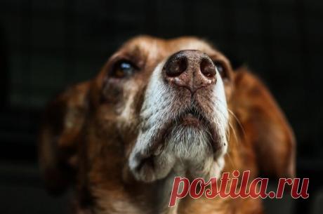 НАРУШИТЕЛИ ТИШИНЫ И ПОКОЯ С 23.00-7.00 - В РФ могут ввести штраф за собаку, лающую в ночное время Усовершенствованный проект КоАП может вступить в силу с начала 2021 года.