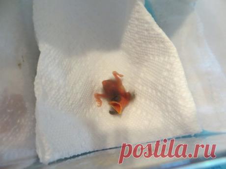 Этот птенец выпал из гнезда и умирал. Но посмотрите на него через 36 дней (14 фото) | Чёрт побери Выпав из гнезда, новорожденные птенцы обычно погибают. К счастью, эта новорожденная певчая птичка была чудом обнаружена братом ветеринара, который как раз вышел на пробежку. Сам ветеринар зафиксировал каждый шаг удивительного выздоровления птицы. Публикуем результат его трудов! День 1 Это первый день малышки с нами. Мой брат нашел её на тротуаре во время пробежки. Она только ч...