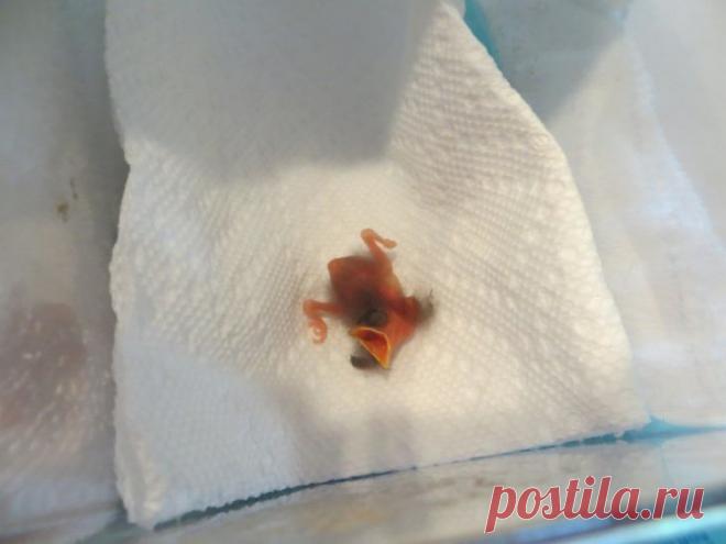 Этот птенец выпал из гнезда и умирал. Но посмотрите на него через 36 дней (14 фото) | Чёрт побери Выпав из гнезда, новорожденные птенцы обычно погибают. К счастью, эта новорожденная певчая птичка была чудом обнаружена братом ветеринара, который как раз вышел на пробежку. Сам ветеринар зафиксировал каждый шаг удивительного выздоровления птицы. Публикуем результат его трудов! День 1 Это первый день малышки с нами. Мой брат нашел её на тротуаре во время пробежки. Она только ч...