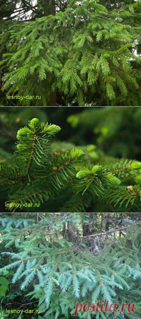 Еловая хвоя и молодые побеги | Лесная кладовая
