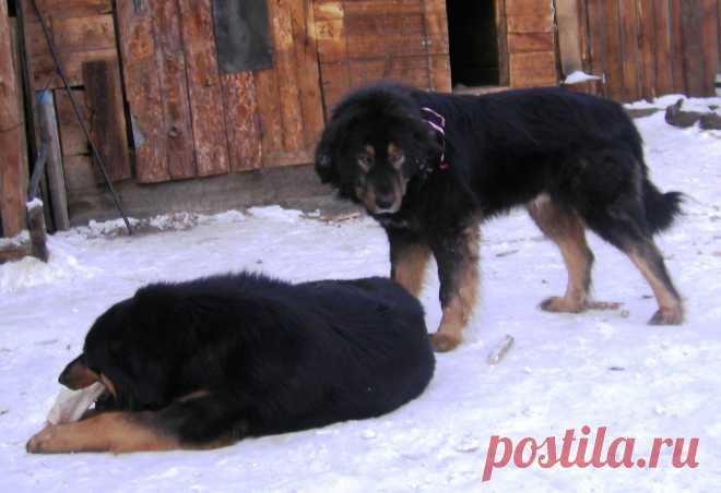 Скока можно грызть эту кость, дорогая?...