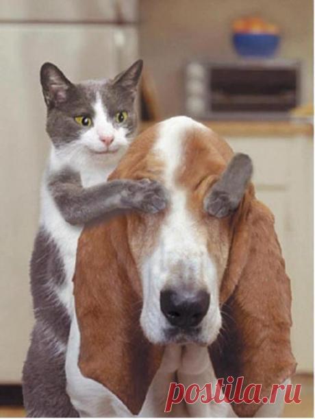 Ку-ку! А вот и я - любимая твоя!