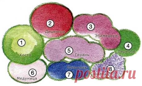 Клумбы из многолетних цветов. | Самоцветик