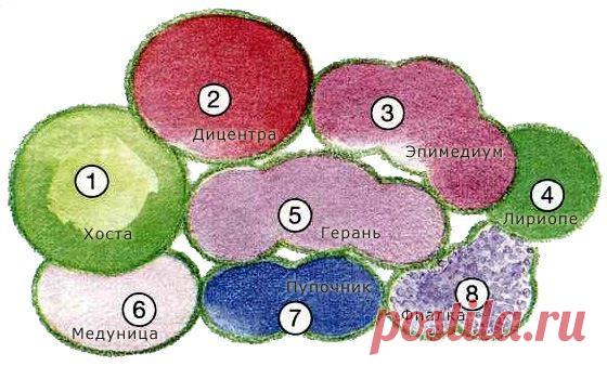 Клумбы из многолетних цветов. | Самоцветик