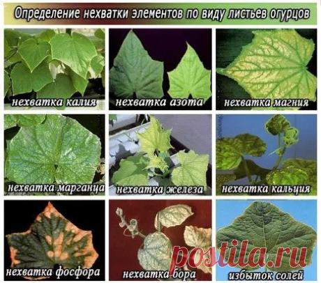 СИМПТОМЫ НЕХВАТКИ МИКРОЭЛЕМЕНТОВ У ОГУРЦОВ
Симптомы нехватки каждого из необходимых питательных веществ у огурцов проявляются очень четко и весьма определенно.
 Магний
При недостатке магния листья огурца становятся хрупкими и на вид кажутся обожженными. Они приобретают более светлую окраску (бледно-зеленую, желтоватую), интенсивно-зелеными остаются только прожилки.
 Азот 
При недостатке азота стебли становятся тонкими, обретают твердость и волокнистость. Нижние листья поникают и желтеют в
