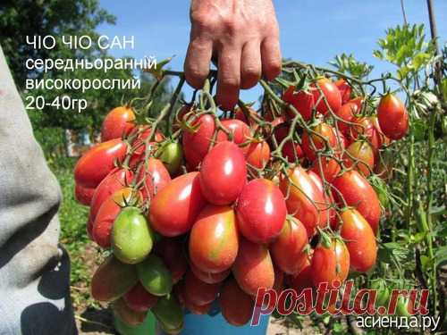 Детерминантный томат или индетерминантный? / Асиенда.ру