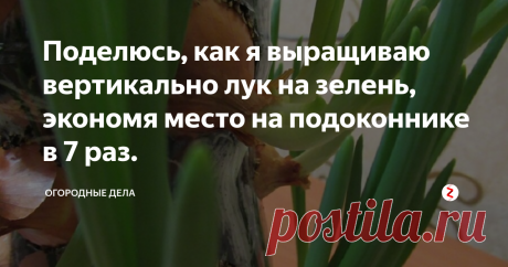 Поделюсь, как я выращиваю вертикально лук на зелень, экономя место на подоконнике в 7 раз. Покупать в магазине зеленый лук совсем не хочется, нравится выращивать свой.
Способ, которым пользуюсь, выращивая лук в бутылке, называю «студенческим», так мы в общежитии университета, еще будучи студентами, выращивали лук в 5 – литровой бутылке. Отрезали горлышко, в боках делали много круглых отверстий, вставляли лук, засыпая землей, а когда он вырастал, получалась зеленая пальма.
Сейчас я выращ