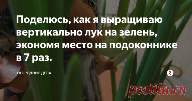 Поделюсь, как я выращиваю вертикально лук на зелень, экономя место на подоконнике в 7 раз. Покупать в магазине зеленый лук совсем не хочется, нравится выращивать свой.
Способ, которым пользуюсь, выращивая лук в бутылке, называю «студенческим», так мы в общежитии университета, еще будучи студентами, выращивали лук в 5 – литровой бутылке. Отрезали горлышко, в боках делали много круглых отверстий, вставляли лук, засыпая землей, а когда он вырастал, получалась зеленая пальма.
Сейчас я выращ