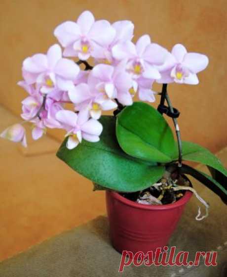 Фаленопсис Phalaenopsis Pinlong Cherry (schilleriana x Cassandra).
Это компактное растение, молодое выглядит как мини фаленопсис. В 
взрослом возрасте меньшее чем стандарт. Относиться в видовым орхидеям первичных гибридов. В его предках 2 природника,  фаленопсис Шиллера и фаленопсис Кассандра. Листья округлой формы, имеющие красивый крап. 
Цветы мелкие, нежно-розового цвета, имеющие тонкий, но сильный аромат чайной розы. Цветет один раз в год, преимущественно зимой. Выпуск...